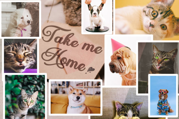 How Pleine Lune Font Transformed My Small Business Branding
